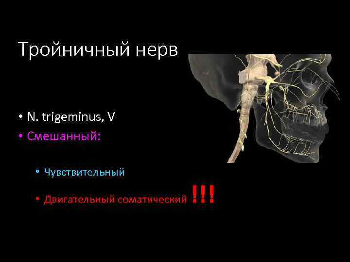 Тройничный нерв • N. trigeminus, V • Смешанный: • Чувствительный • Двигательный соматический !!!