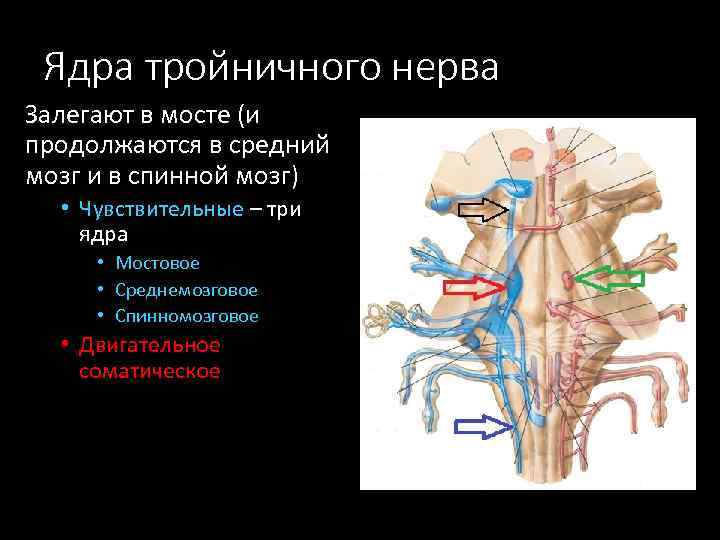 Ядра тройничного нерва Залегают в мосте (и продолжаются в средний мозг и в спинной