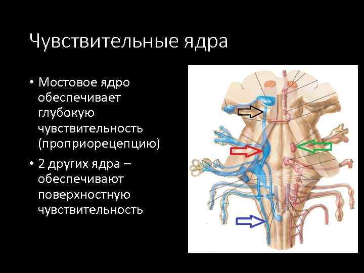 Чувствительные ядра • Мостовое ядро обеспечивает глубокую чувствительность (проприорецепцию) • 2 других ядра –