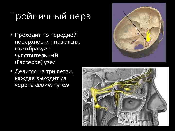 Тройничный нерв где расположен у людей фото