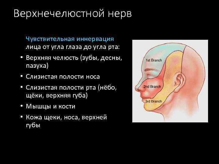 Верхнечелюстной нерв • • • Чувствительная иннервация лица от угла глаза до угла рта: