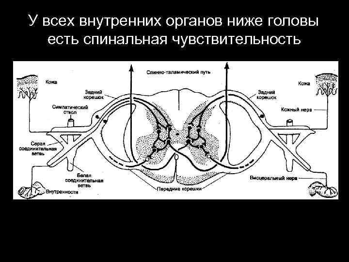 У всех внутренних органов ниже головы есть спинальная чувствительность 