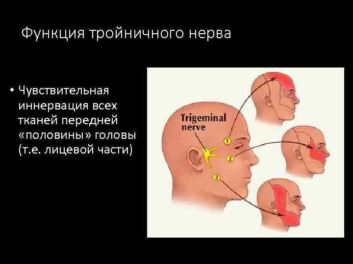 Функция тройничного нерва • Чувствительная иннервация всех тканей передней «половины» головы (т. е. лицевой