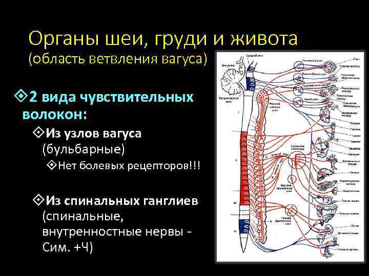 Органы шеи, груди и живота (область ветвления вагуса) 2 вида чувствительных волокон: Из узлов