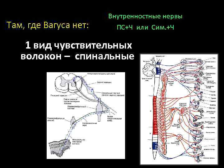 Там, где Вагуса нет: Внутренностные нервы ПС+Ч или Сим. +Ч 1 вид чувствительных волокон
