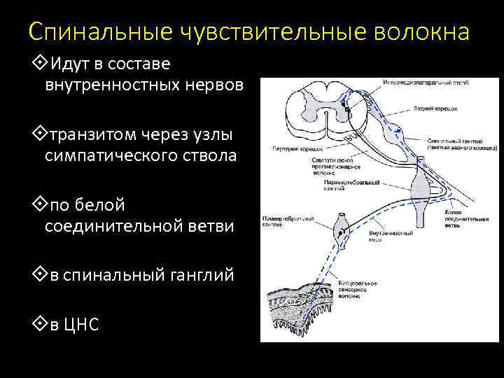 Спинальные чувствительные волокна Идут в составе внутренностных нервов транзитом через узлы симпатического ствола по