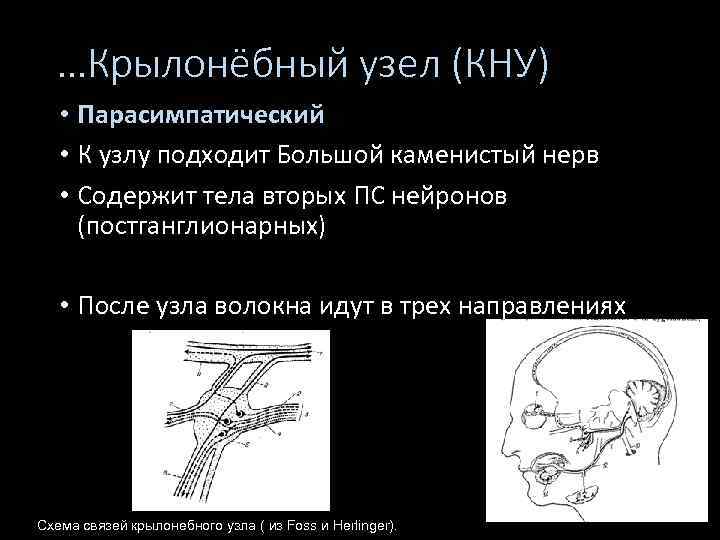 …Крылонёбный узел (КНУ) • Парасимпатический • К узлу подходит Большой каменистый нерв • Содержит