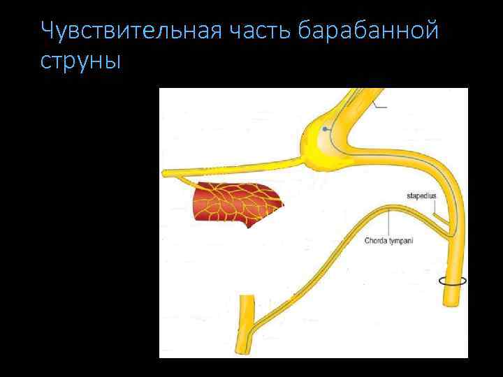 Чувствительная часть барабанной струны 