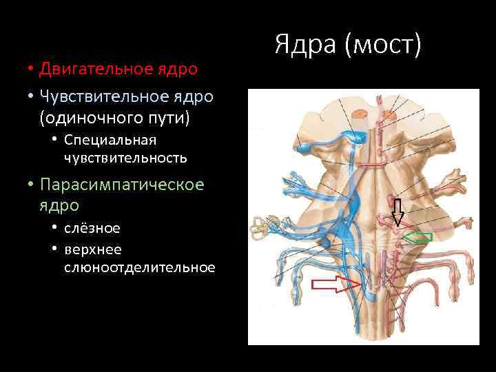 Ход лицевого нерва схема