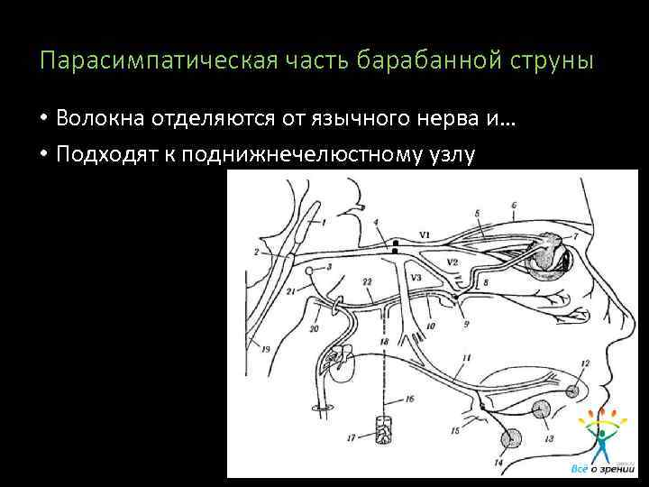 Парасимпатическая часть барабанной струны • Волокна отделяются от язычного нерва и… • Подходят к