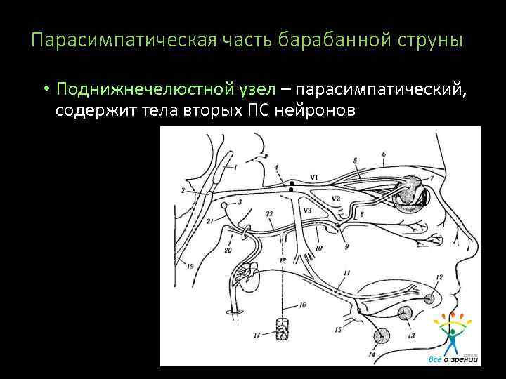 Парасимпатическая часть барабанной струны • Поднижнечелюстной узел – парасимпатический, содержит тела вторых ПС нейронов