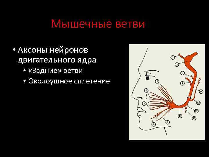 Мышечные ветви • Аксоны нейронов двигательного ядра • «Задние» ветви • Околоушное сплетение 