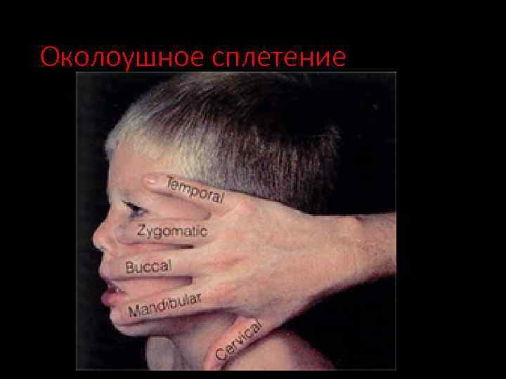 Околоушное сплетение 