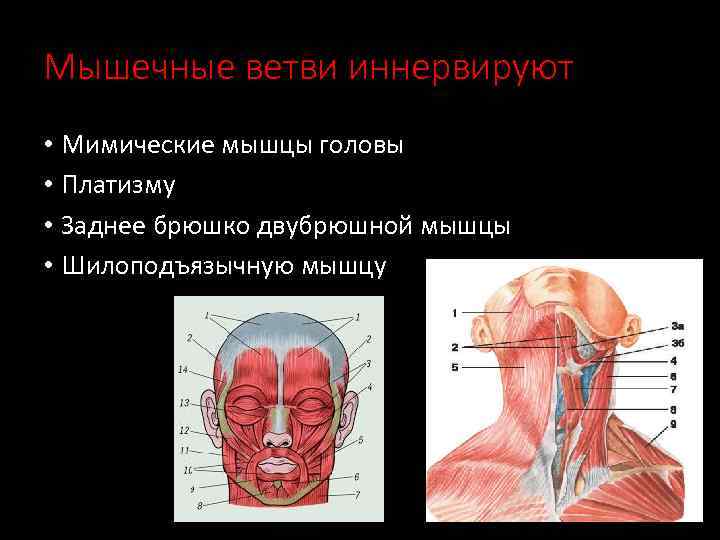 Мышечные ветви иннервируют • Мимические мышцы головы • Платизму • Заднее брюшко двубрюшной мышцы