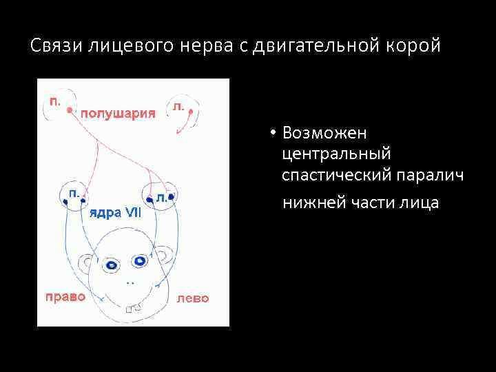 Связи лицевого нерва с двигательной корой • Возможен центральный спастический паралич нижней части лица