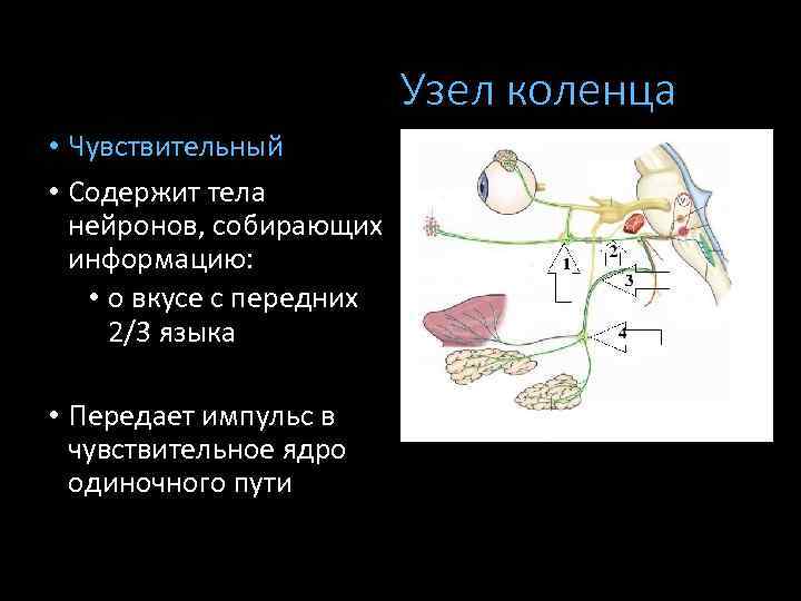 Узел коленца • Чувствительный • Содержит тела нейронов, собирающих информацию: • о вкусе с