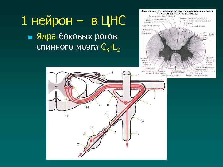 1 нейрон – в ЦНС n Ядра боковых рогов спинного мозга C 8 -L