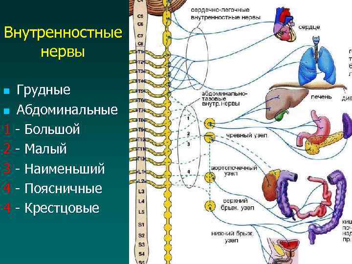 Обонятельный нерв схема пути