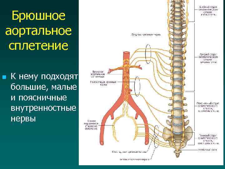 Брюшное аортальное сплетение n К нему подходят большие, малые и поясничные внутренностные нервы 