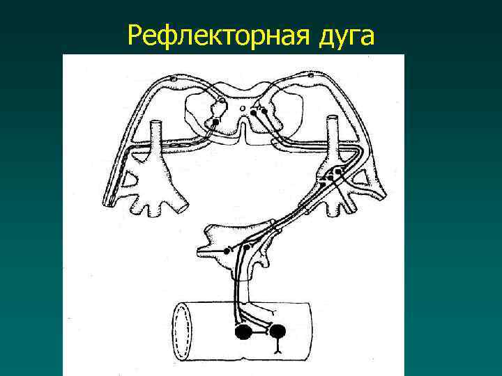 Рефлекторная дуга вегетативной нервной системы рисунок