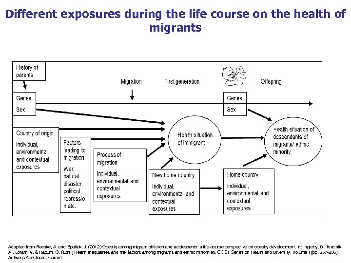 Different exposures during the life course on the health of migrants Adapted from Reeske,