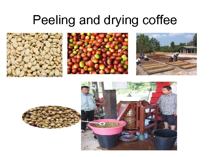 Peeling and drying coffee 