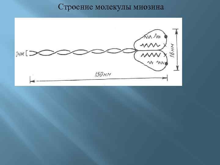  Строение молекулы миозина 