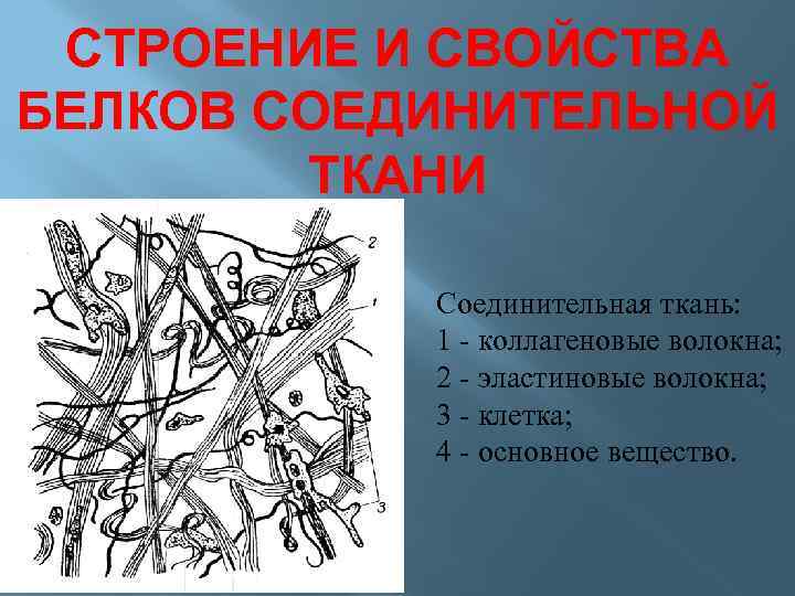 Белки тканей. Соединительная ткань мяса животных. Строение соединительной ткани мяса. Белки соединительной ткани мяса. Строение и свойства белков соединительной ткани..