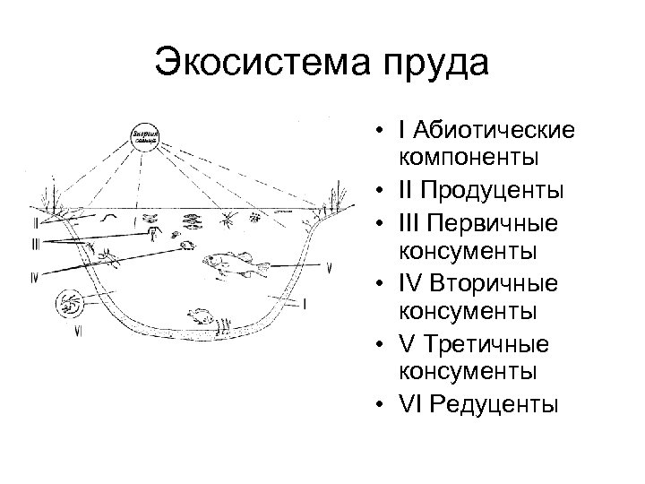 Экосистема пруда схема