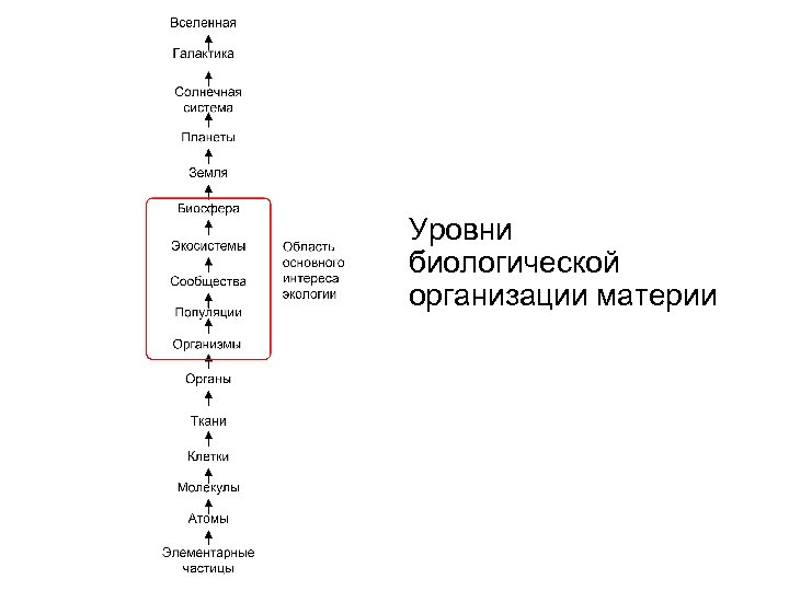 Уровни биологической организации материи 