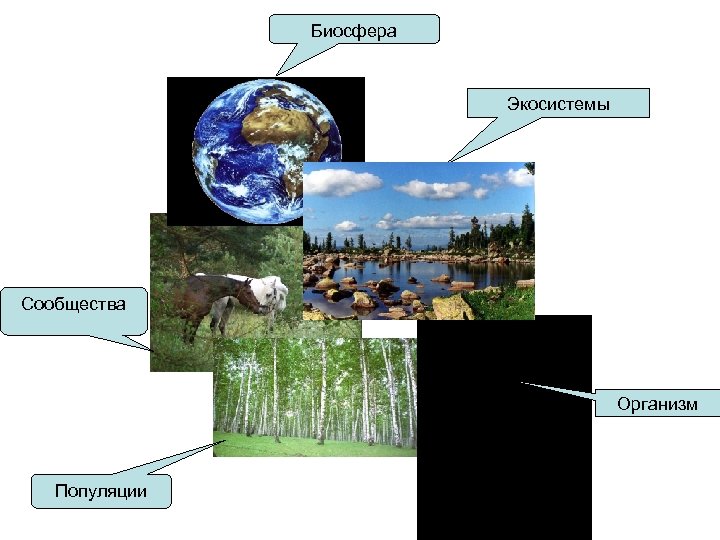 Самая большая экосистема на земле