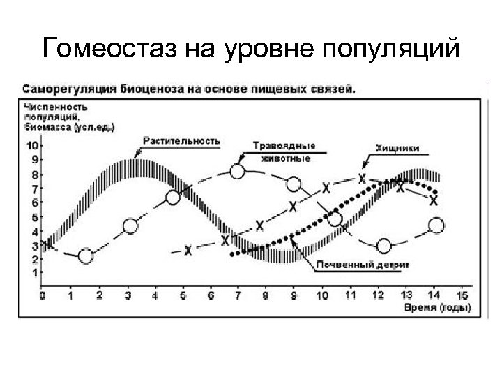 Гомеостаз на уровне популяций 