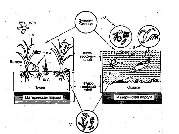 Структура экосистемы 