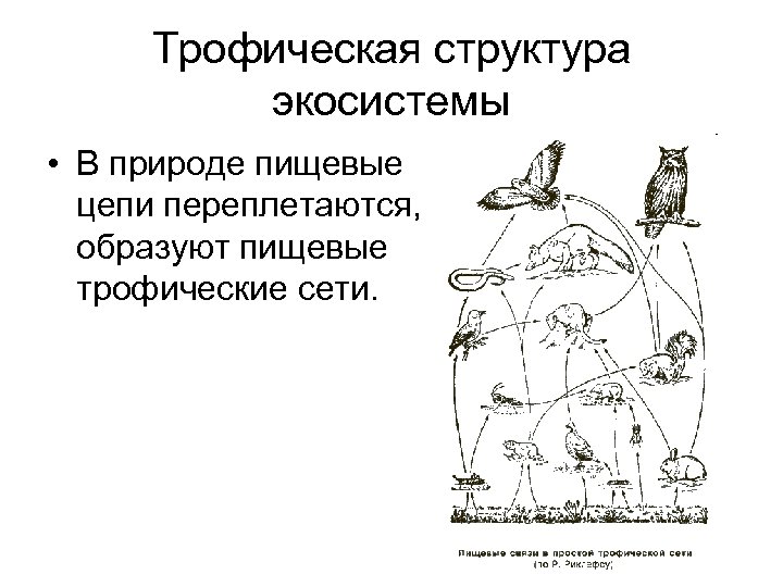 Трофическая структура экосистемы • В природе пищевые цепи переплетаются, образуют пищевые трофические сети. 