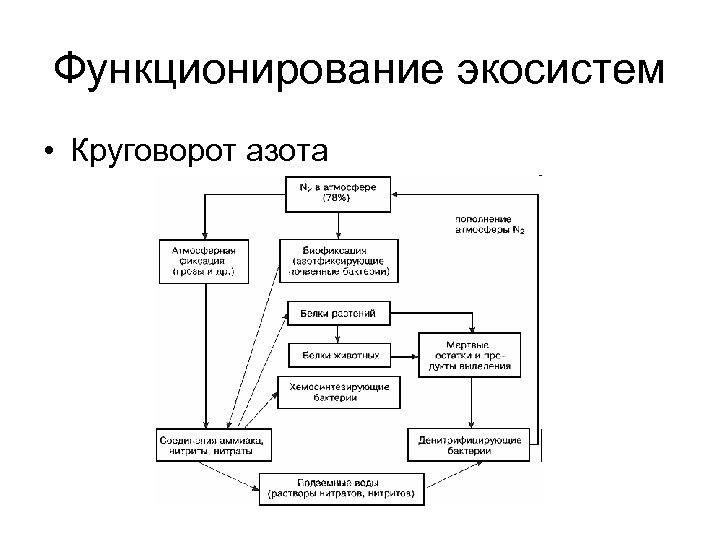 Функционирование экосистем • Круговорот азота 