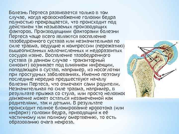 Болезнь Пертеса развивается только в том случае, когда кровоснабжение головки бедра полностью прекращается, что