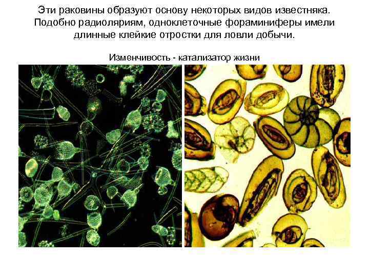 Эти раковины образуют основу некоторых видов известняка. Подобно радиоляриям, одноклеточные фораминиферы имели длинные клейкие