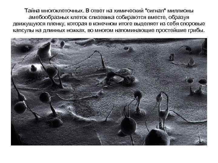 Тайна многоклеточных. В ответ на химический "сигнал" миллионы амебообразных клеток слизевика собираются вместе, образуя