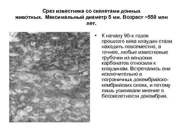Срез известняка со скелетами донных животных. Максимальный диаметр 5 мм. Возраст ~550 млн лет.