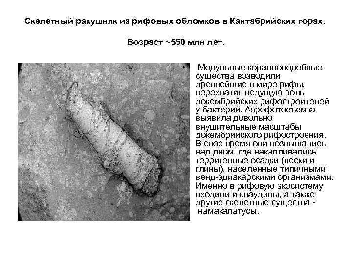 Скелетный ракушняк из рифовых обломков в Кантабрийских горах. Возраст ~550 млн лет. • Модульные