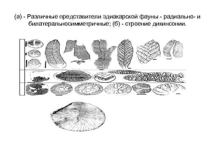 (а) - Различные представители эдиакарской фауны - радиально- и билатеральносимметричные; (б) - строение дикинсонии.