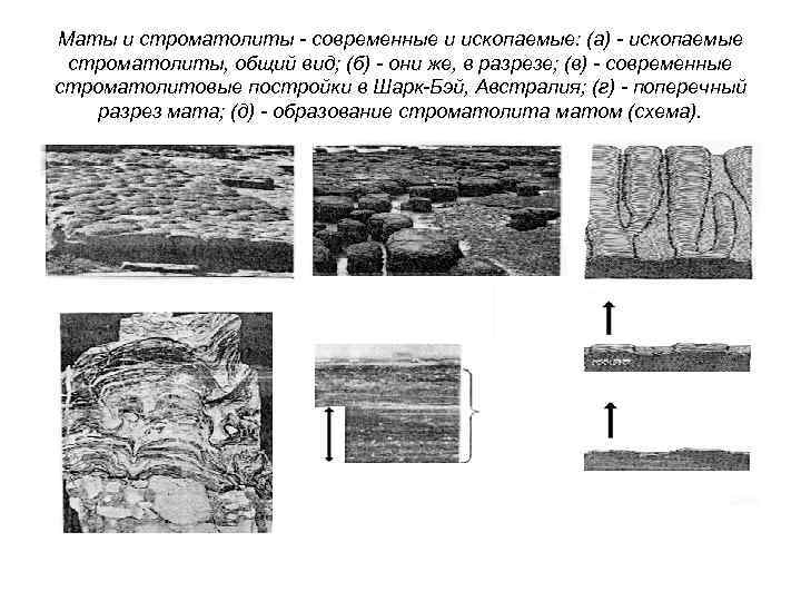 Маты и строматолиты - современные и ископаемые: (а) - ископаемые строматолиты, общий вид; (б)