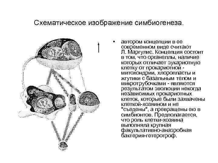 Схематическое изображение симбиогенеза. • автором концепции в ее современном виде считают Л. Маргулис. Концепция