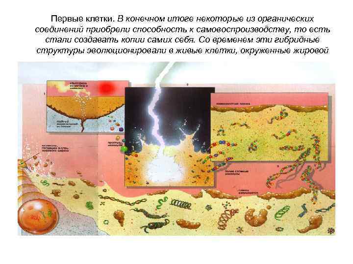 Первые клетки. В конечном итоге некоторые из органических соединений приобрели способность к самовоспроизводству, то