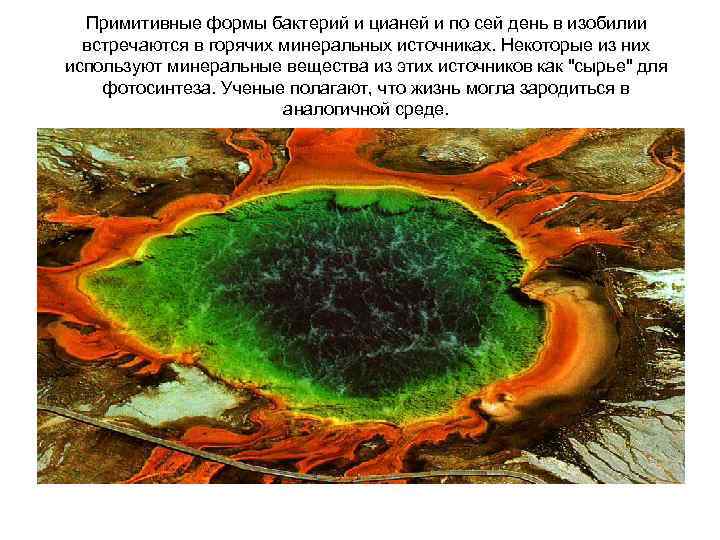 Примитивные формы бактерий и цианей и по сей день в изобилии встречаются в горячих