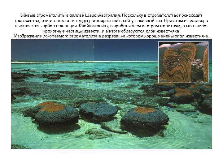 Живые строматолиты в заливе Шарк, Австралия. Поскольку в строматолитах происходит фотосинтез, они извлекают из