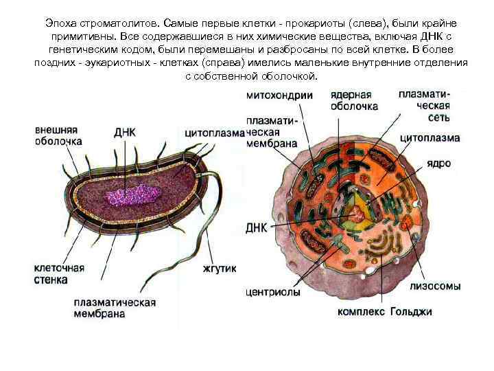 Первые клетки