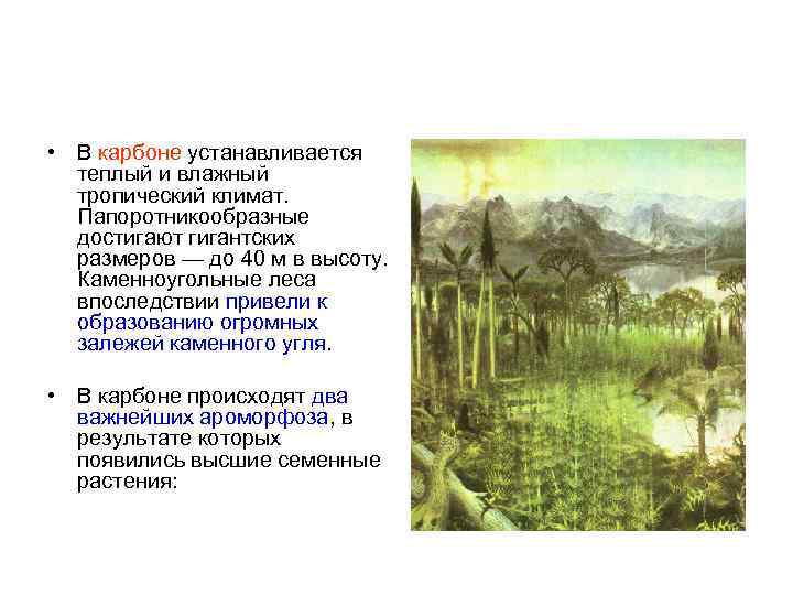  • В карбоне устанавливается теплый и влажный тропический климат. Папоротникообразные достигают гигантских размеров