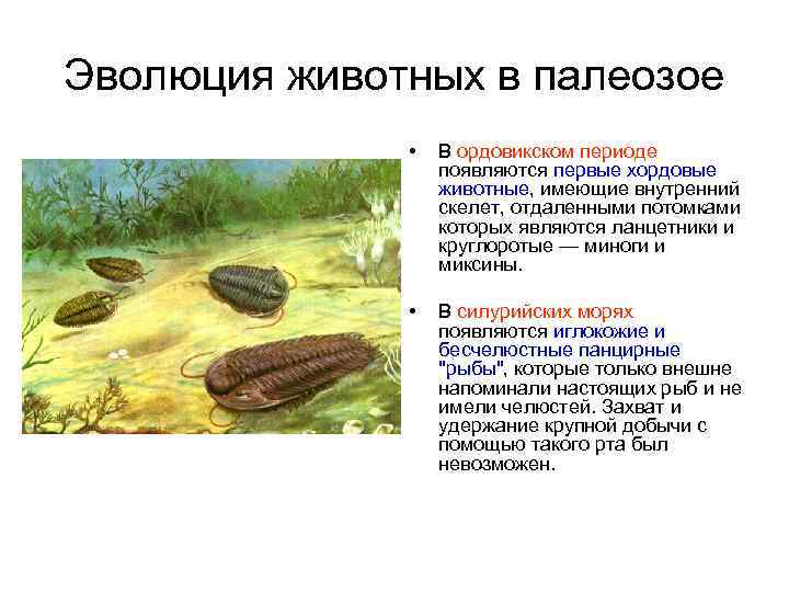 Эволюция животных в палеозое • В ордовикском периоде появляются первые хордовые животные, имеющие внутренний