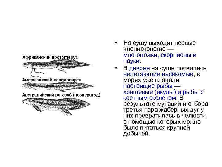  • На сушу выходят первые членистоногие — многоножки, скорпионы и пауки. • В